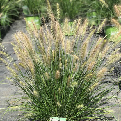 Grass Hush Puppy™ (Pennisetum &