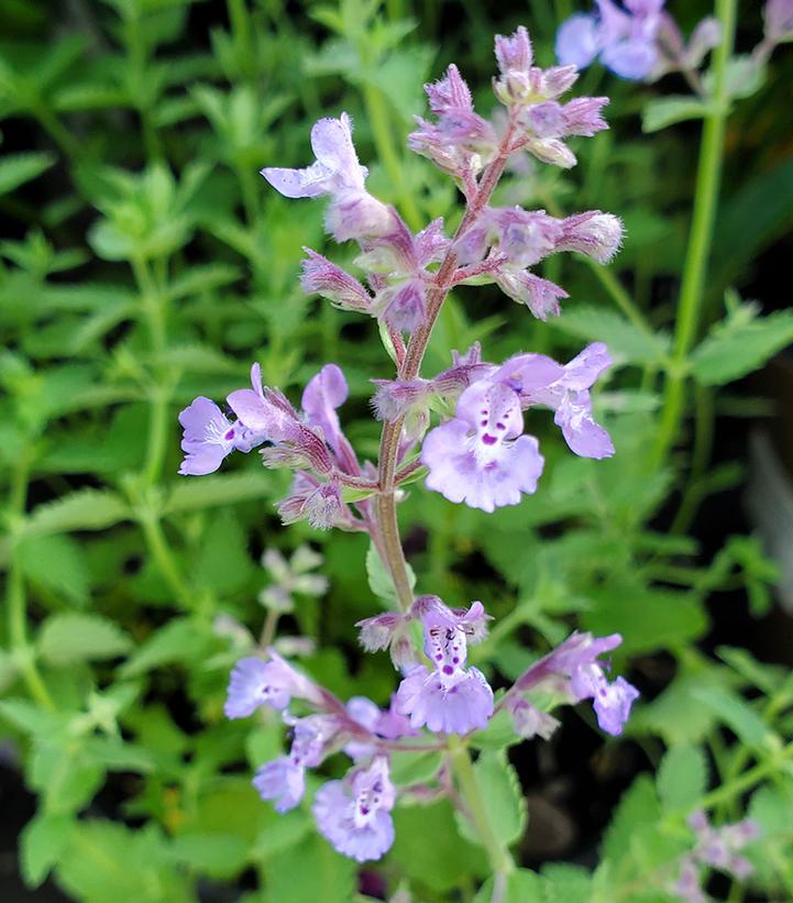 Junior Walker™ Catmint (Nepeta faassenii &