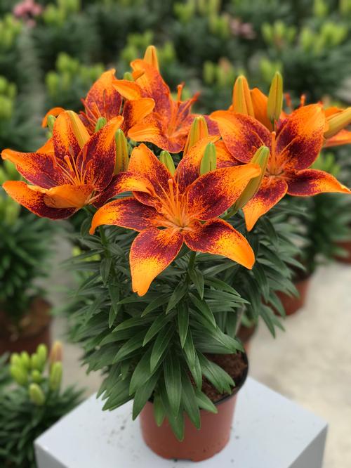Tiny Lion Asiatic Lily (LILIUM ASIATIC TINY LION) - 1 gallon