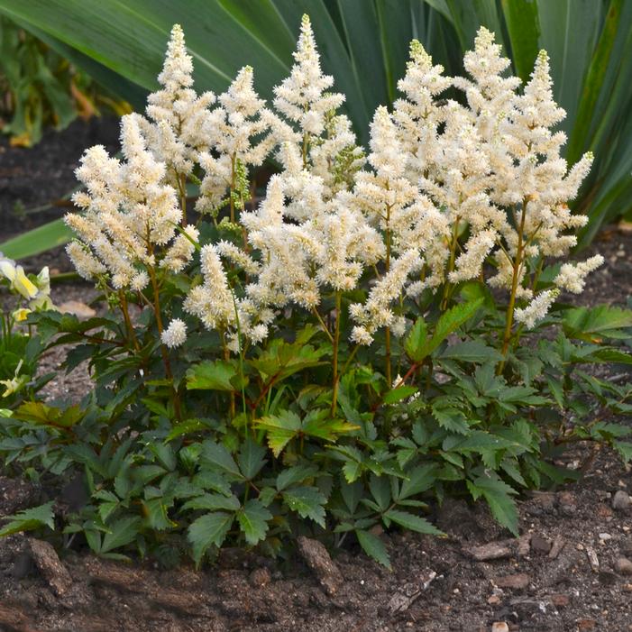 Vision In White Astilbe (Astilbe vision &