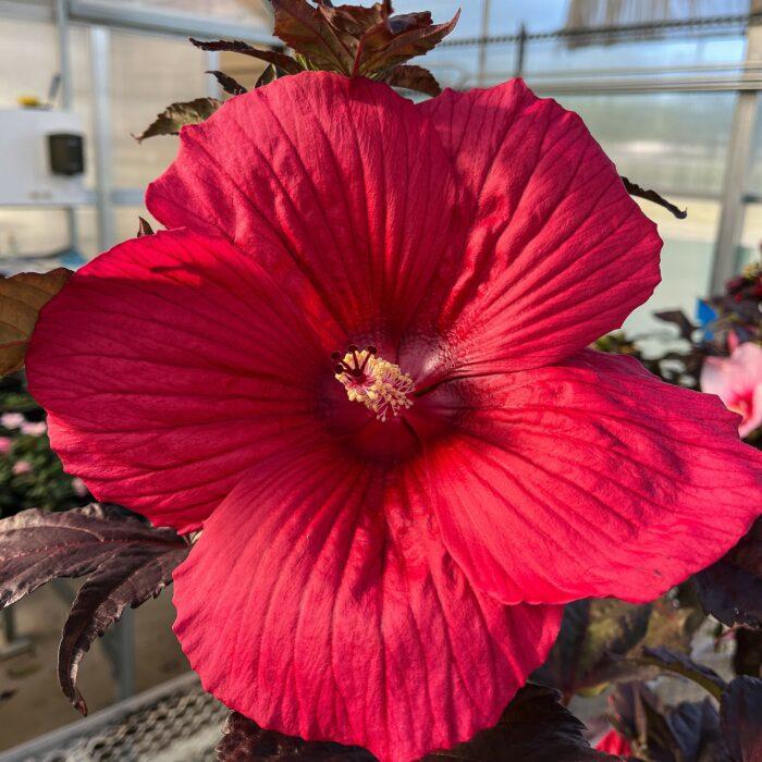 MoonShadow™ Morello Hardy Hibiscus (Hibiscus morello) - 2 gallon