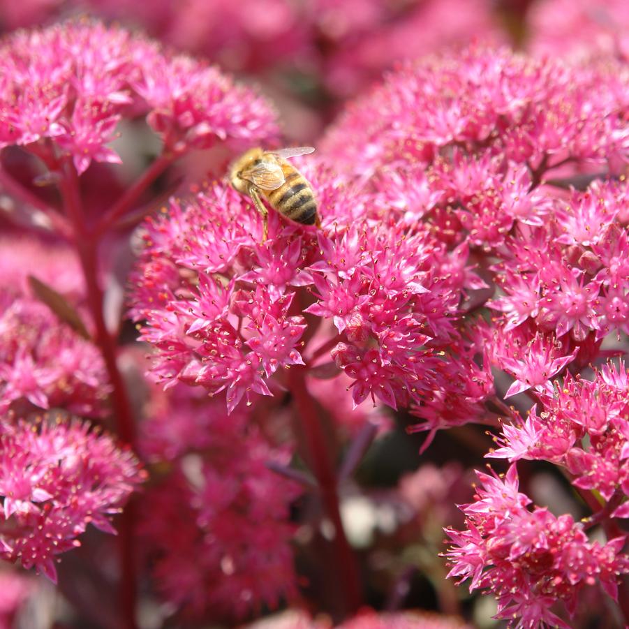 Dazzleberry Sedum (Sedum sedum &