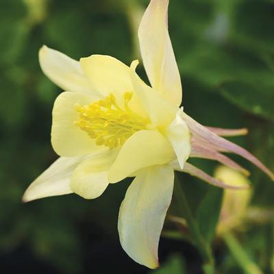 EarlyBird™ Yellow Columbine (Aquilegia &
