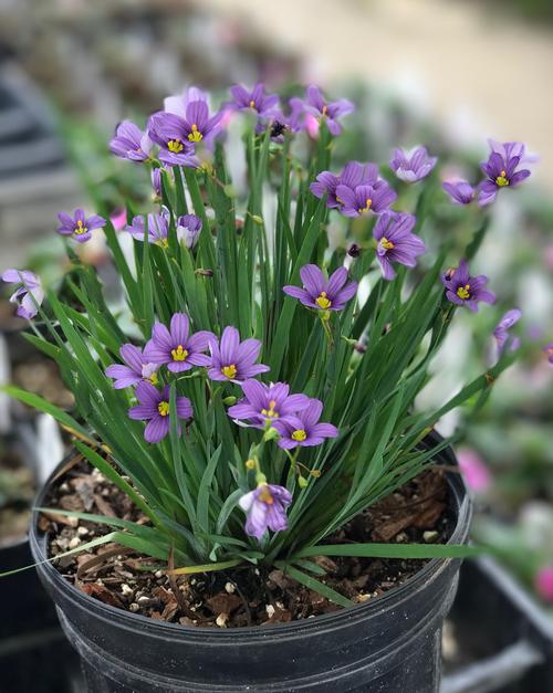 Lucerne Blue Eyed Grass (Sisyrinchium angustifolium &