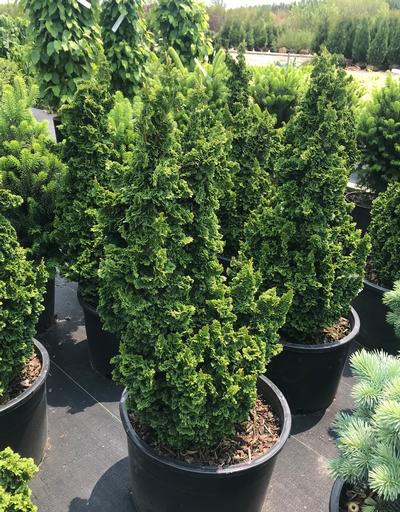 Primo™ Arborvitae (Thuja occidentalis &