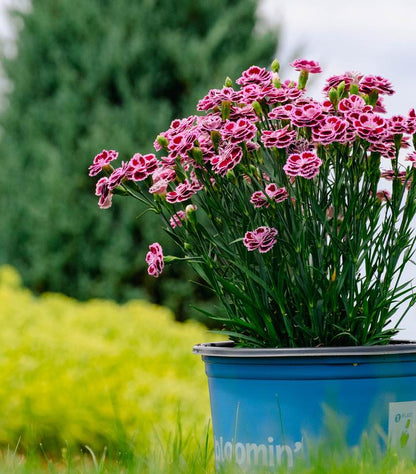 Dianthus Purple Bicolor Pinks (Dianthus delilah &