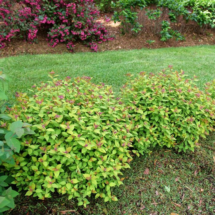 Double Play Dolly® Spirea (Spiraea JAP &