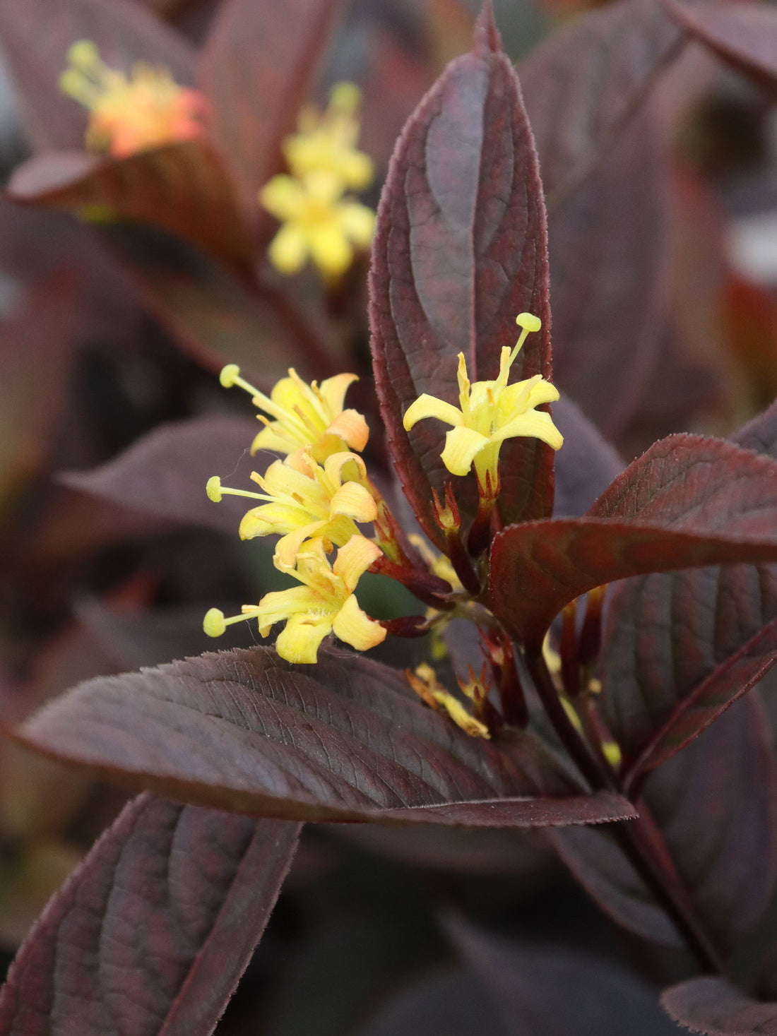 Kodiak® Black Diervilla (Diervilla sessilifolia &