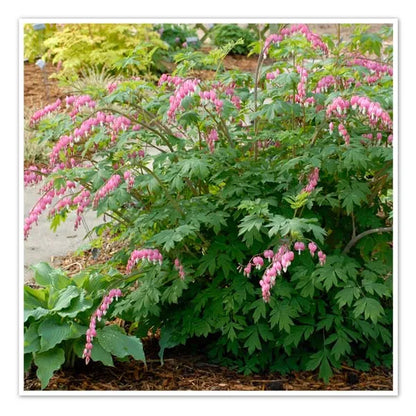 Pale Pink Bleeding Heart (Dicentra spectabilis &