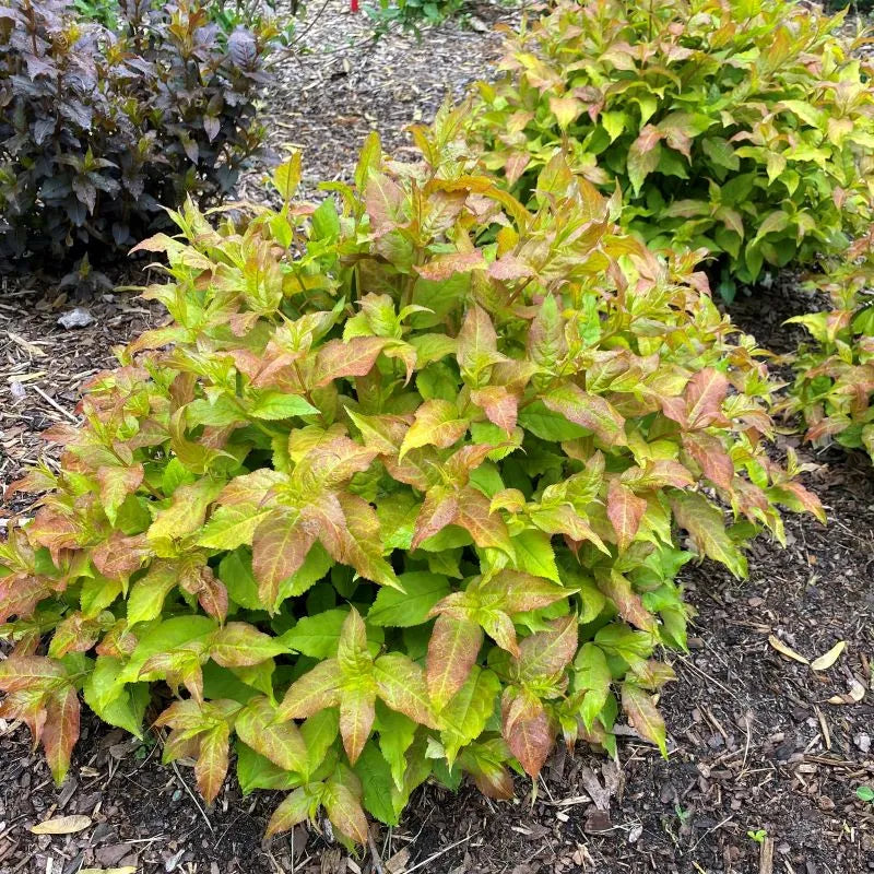 Kodiak Fresh® Honeysuckle (Diervilla sessilifolia &