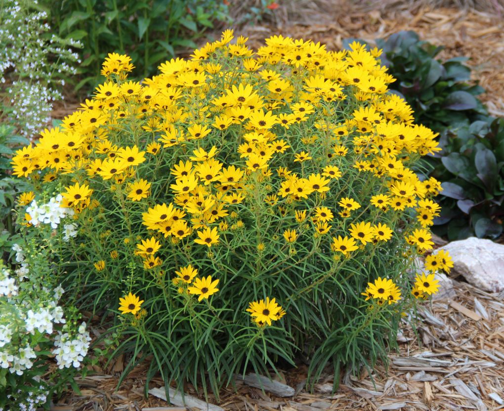 Willowleaf Sunflower (Helianthus &