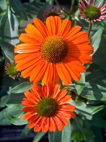 Kismet™ Intense Orange Coneflower (Echinacea purpurea &