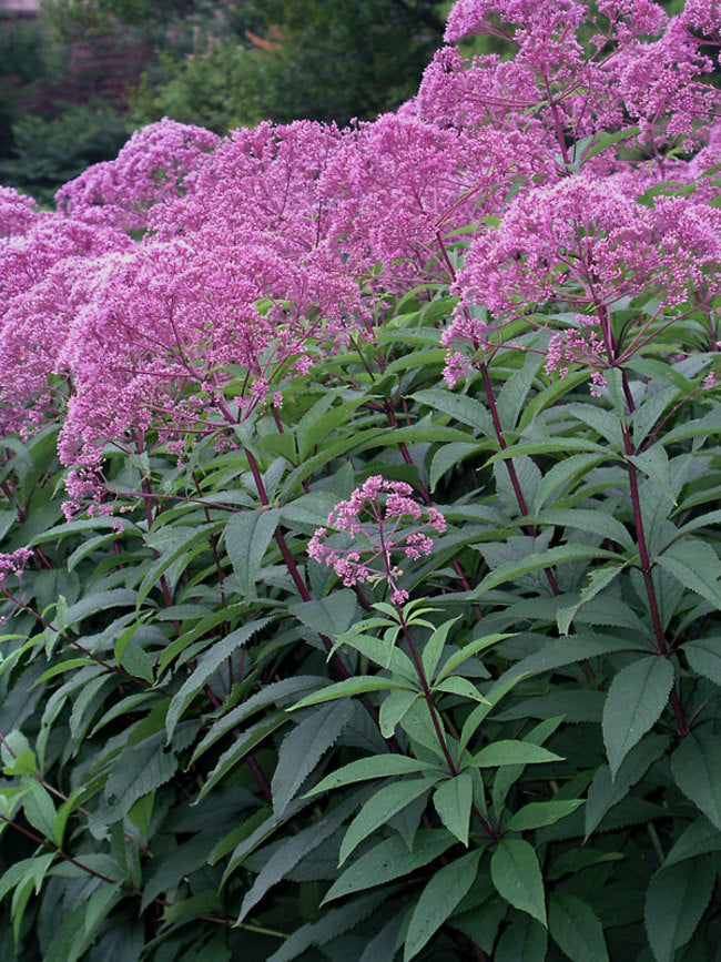 Gateway Joe-Pye Weed (Eupatorium maculatum &