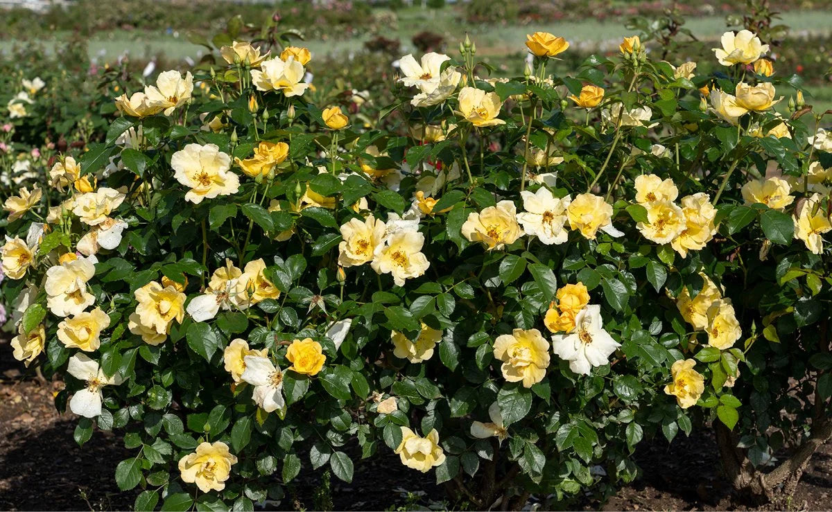 easy breezy knock out roses in the garden setting