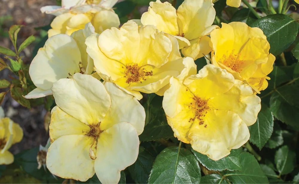 cluster of yellow easy beezy knock out roses