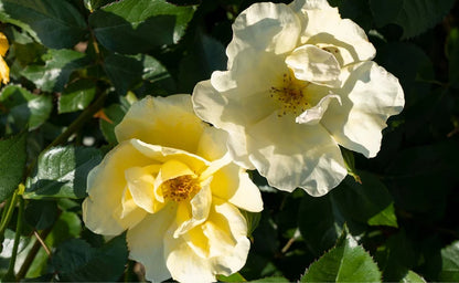 yellow rose attracts bees in the garden