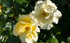 yellow rose attracts bees in the garden