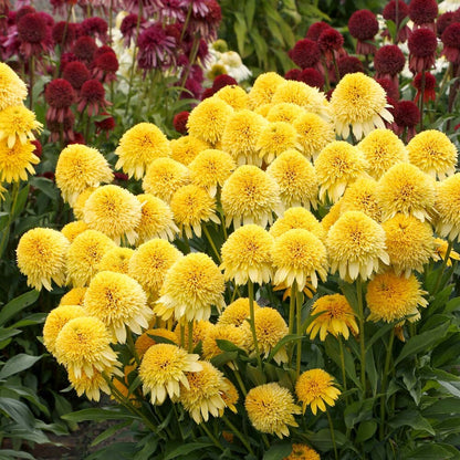Cara Mia™ Yellow Coneflower (Echinacea cara &