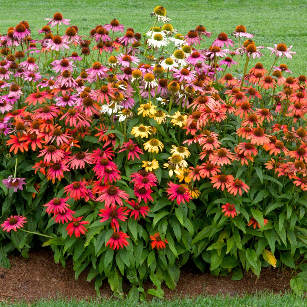 Colorful mix of drought tolerant coneflowers in a landscape