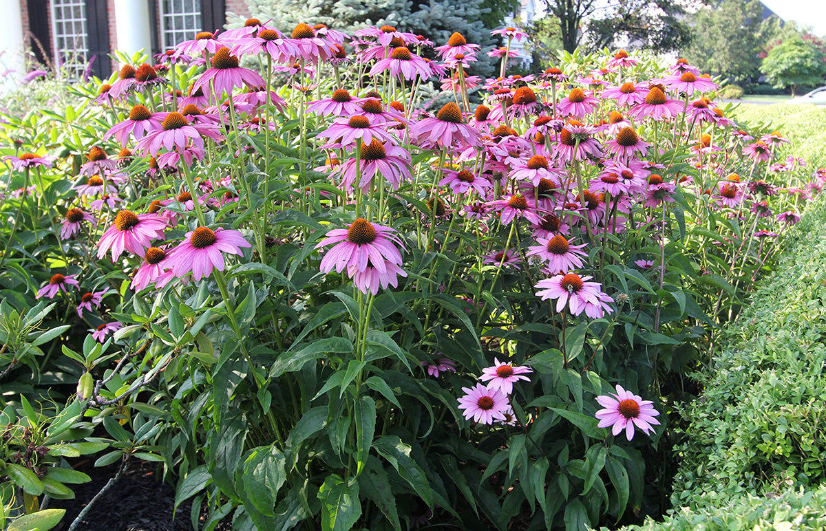 Purple Coneflower (Echinacea purpurea &