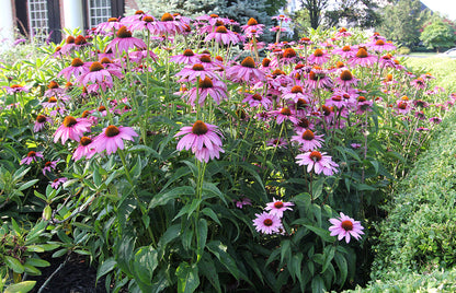 Purple Coneflower (Echinacea purpurea &
