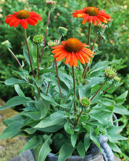 Kismet™ Intense Orange Coneflower (Echinacea purpurea &