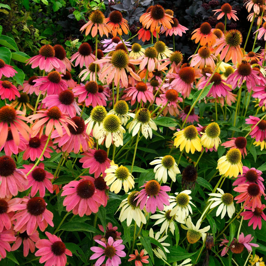 Colorful mix of coneflowers attracting pollinators in the garden