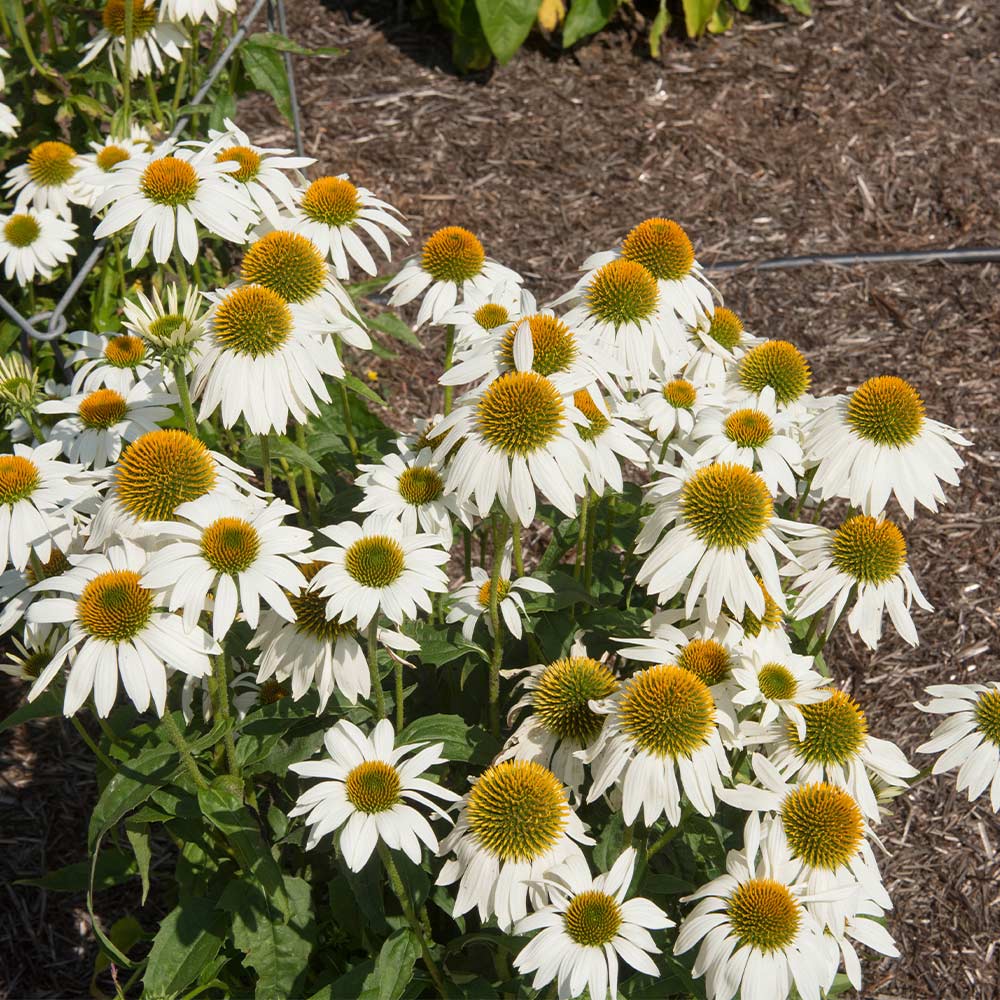 PowWow White Coneflower (ECHINACEA POWWOW WHITE)