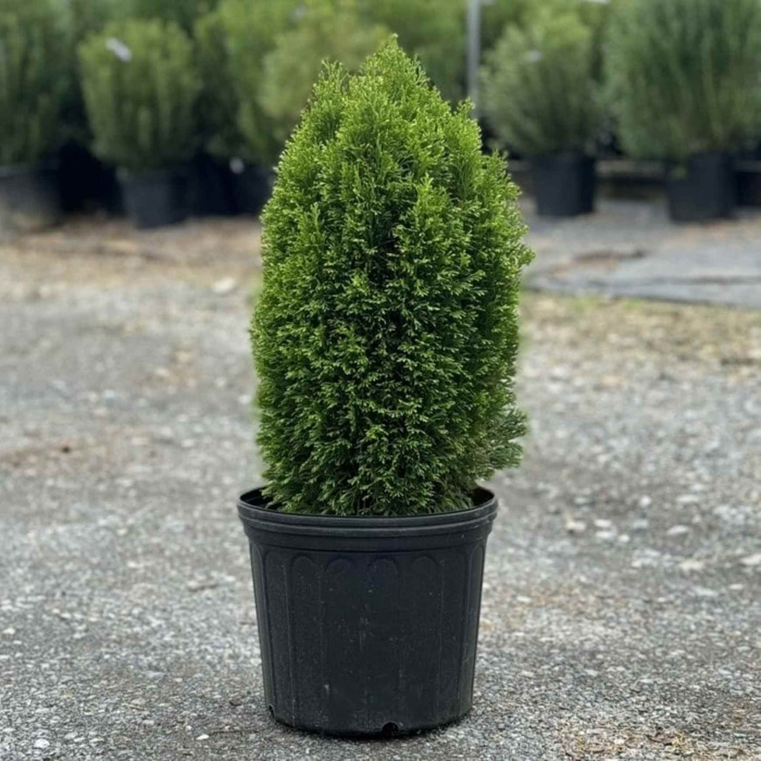 Emerald Petite Aborvitae (Thuja occidentalis &
