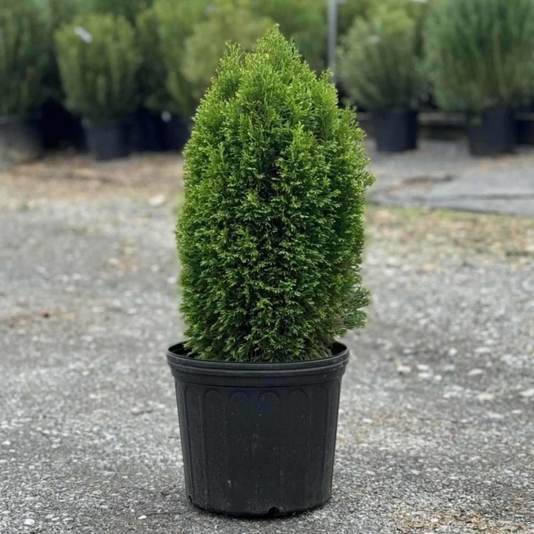 Emerald Petite Aborvitae (Thuja occidentalis &