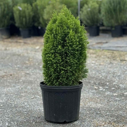 Emerald Petite Aborvitae (Thuja occidentalis &