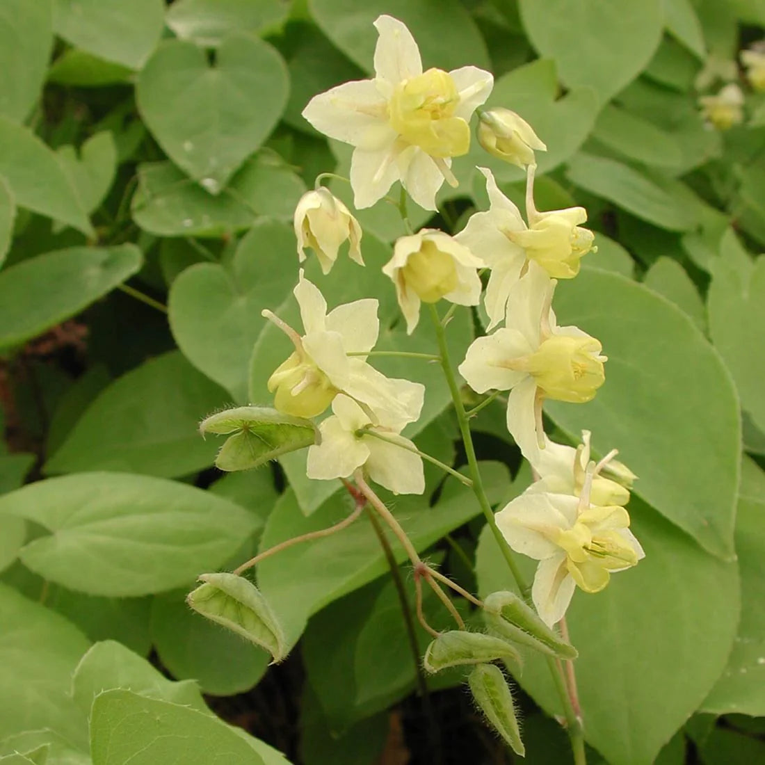 Sulphureum Barrenwort (Epimedium x versicolor &