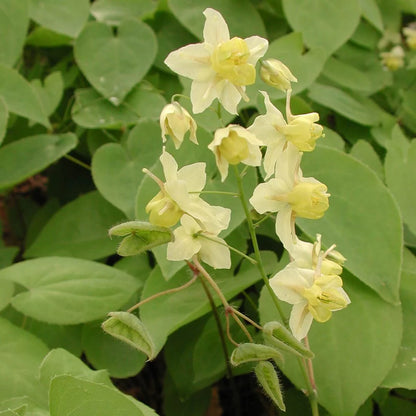 Sulphureum Barrenwort (Epimedium x versicolor &