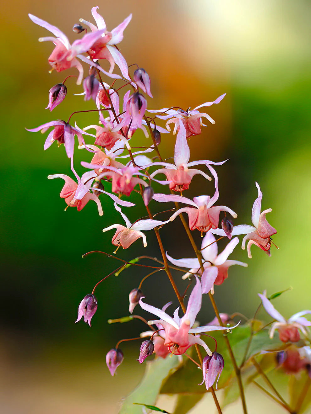 Pink Elf Barrenwort (Epimedium &