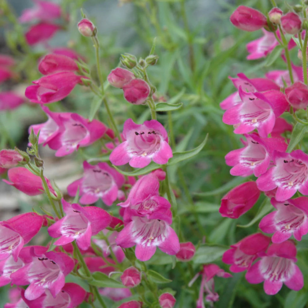 Red Rocks Penstemon (Penstemon redrocks) - 1 gallon