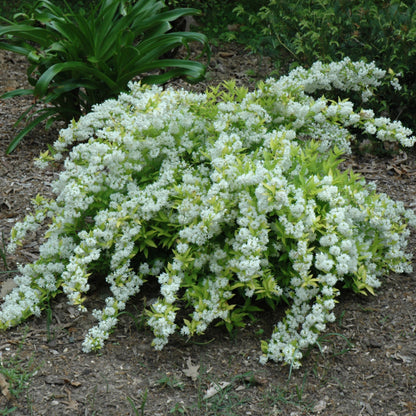 Chardonnay Pearls® Deutzia (Deutzia gracilis &