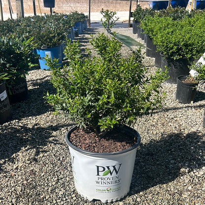 Squeeze Box Inkberry Holly (Ilex glabra &