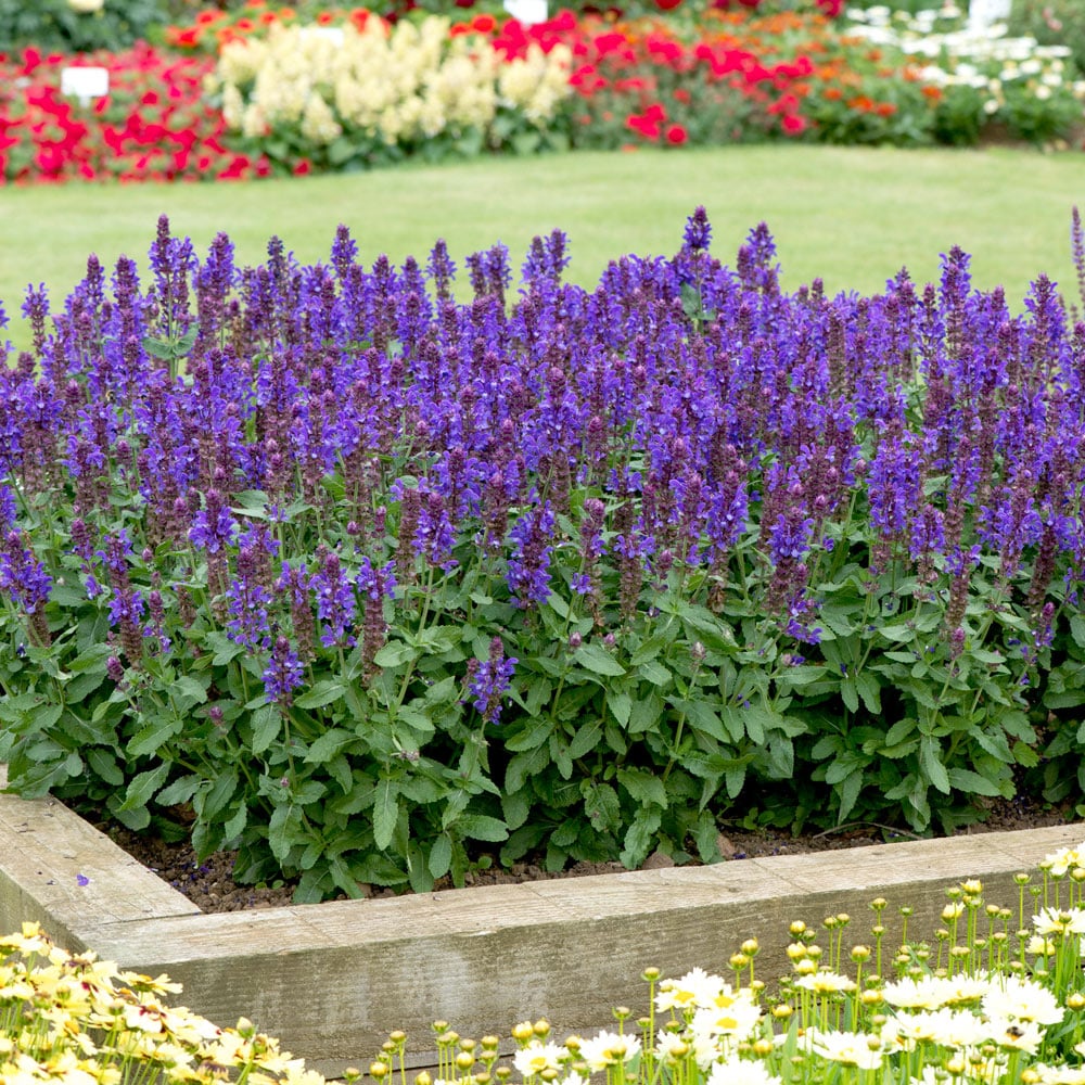 Blue Marvel Salvia (Salvia nemerosa &