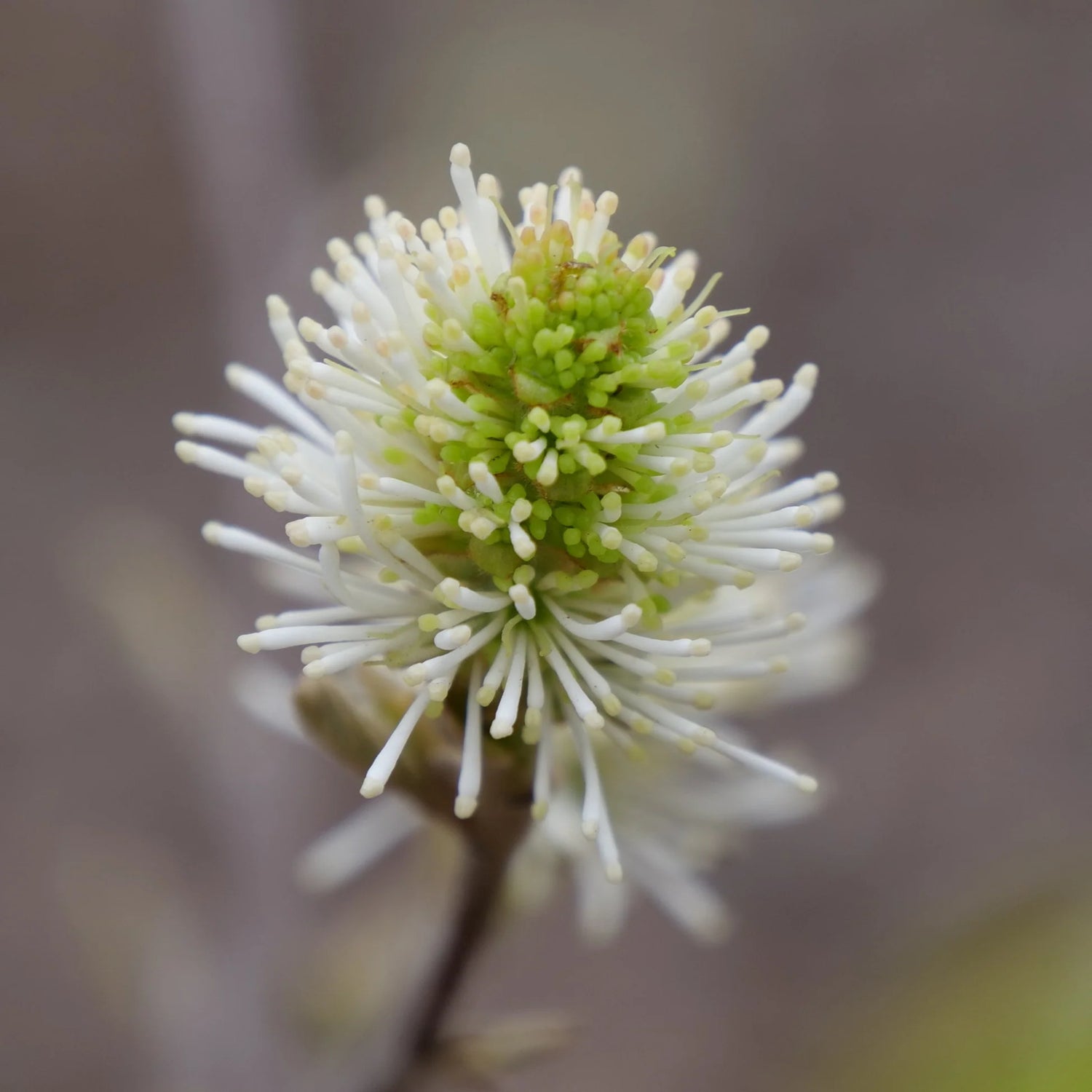 Legend of the Small® Bottlebrush (Fothergilla x intermedia &