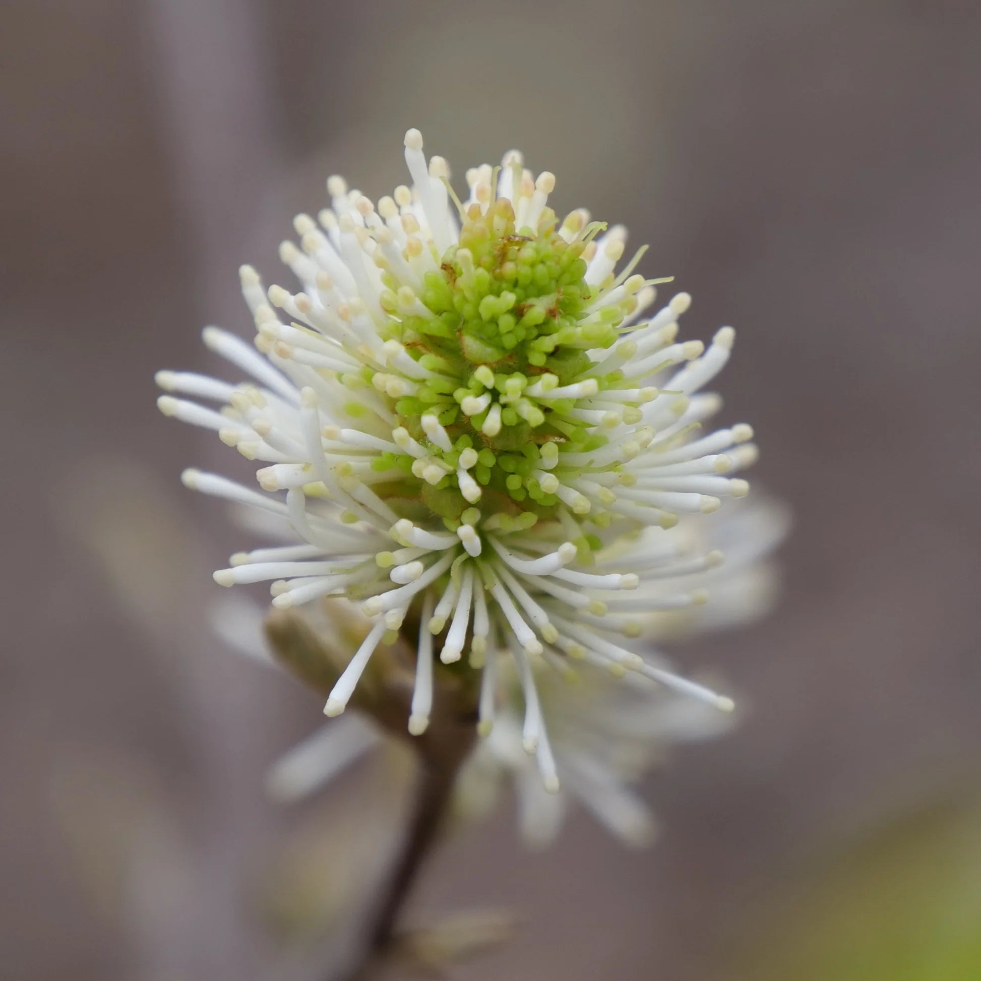 Legend of the Small® Bottlebrush (Fothergilla x intermedia &