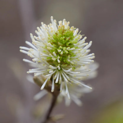 Legend of the Small® Bottlebrush (Fothergilla x intermedia &