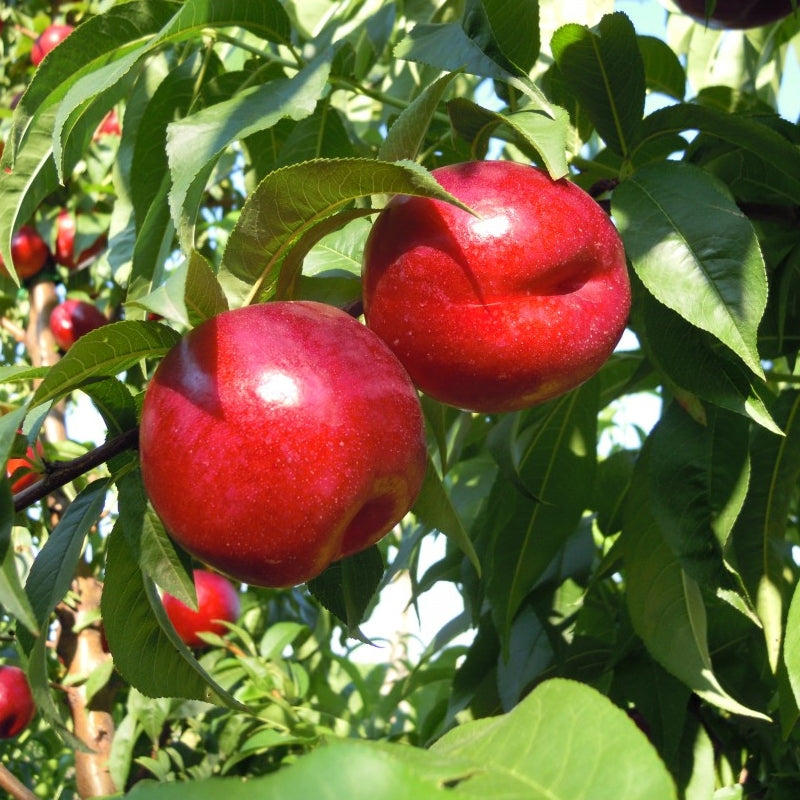 Big Red Nectarine Tree (PRUNUS FRUIT - BIG RED) - 3 gallon 36" TREE