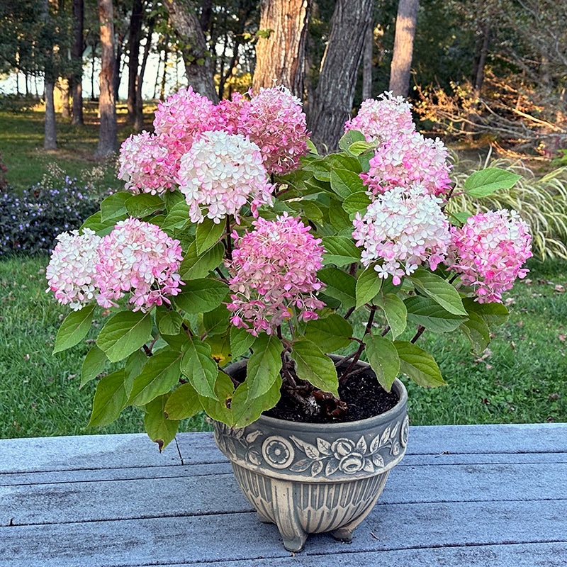 Fire Light Tidbit® Panicle Hydrangea (Hydrangea &