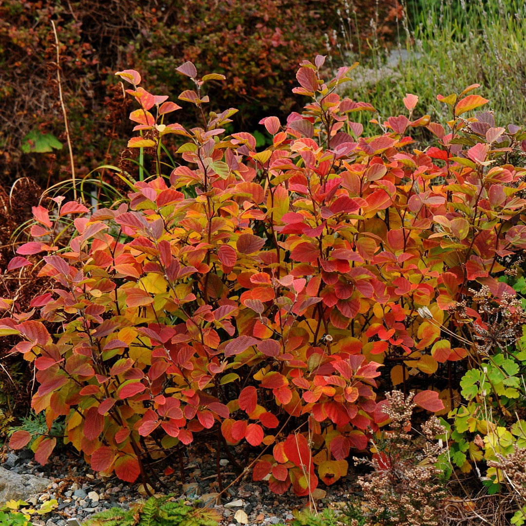 Legend Of The Fall® Bottlebrush (Fothergilla x intermedia &