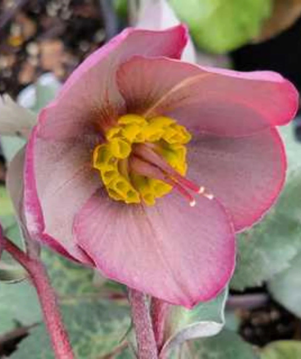 Frostkiss® Dorothy’s Dawn Lenten Rose (Helleborus &