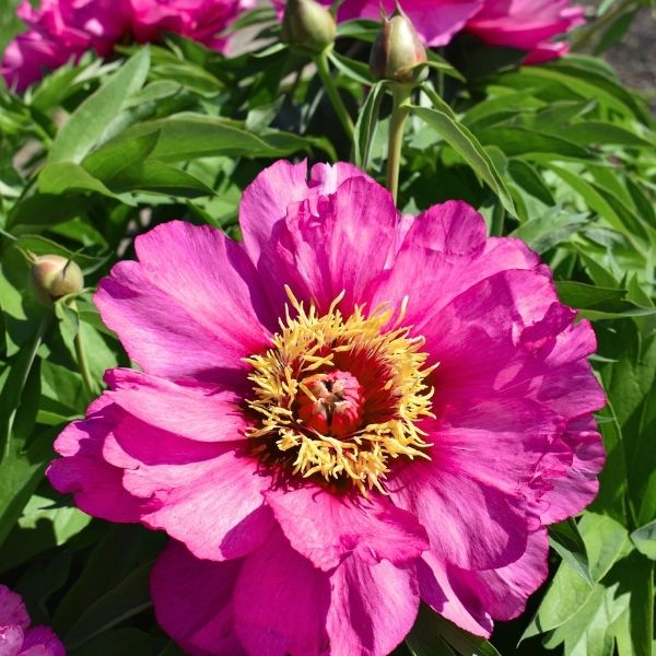 Evie Jane ITOH Peony (Paeonia &