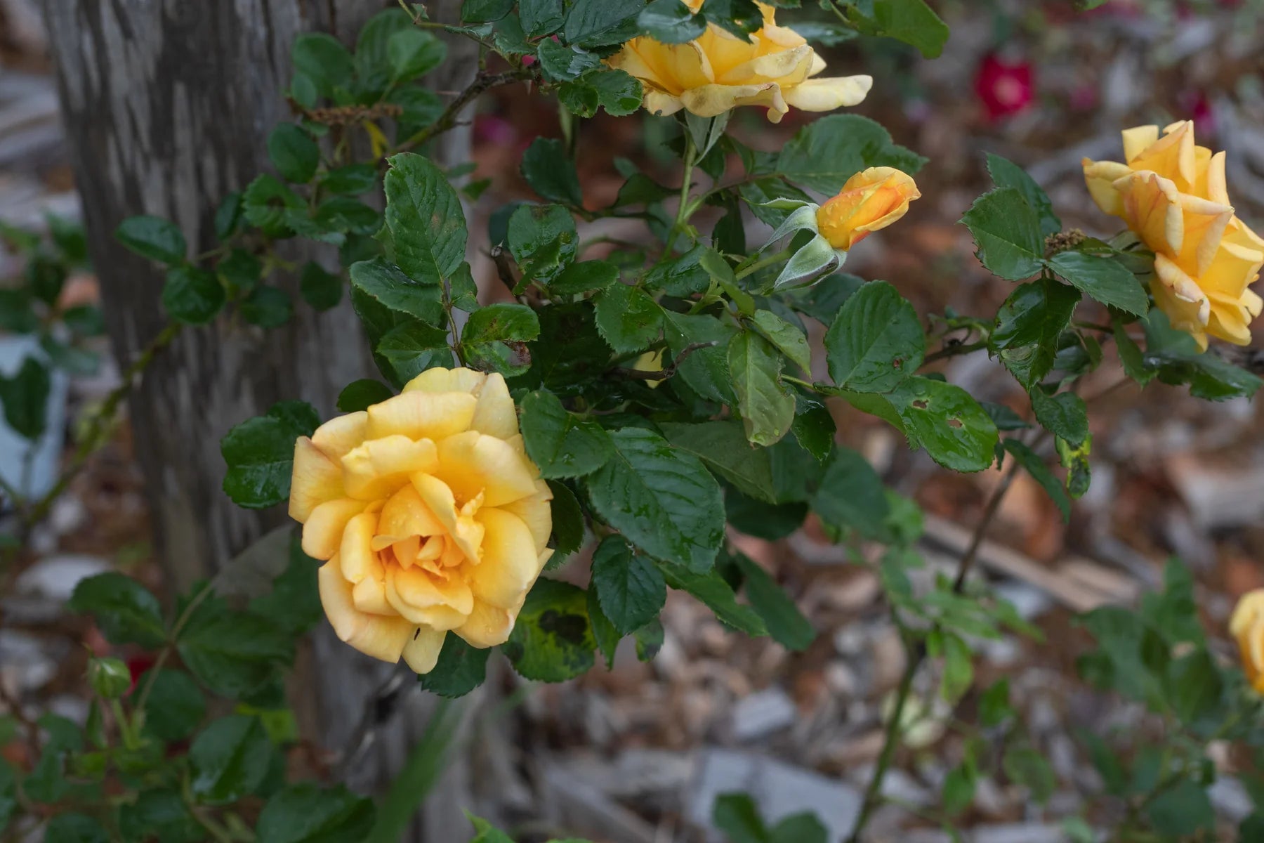 Garden Sun Climbing Rose (Rosa CL &