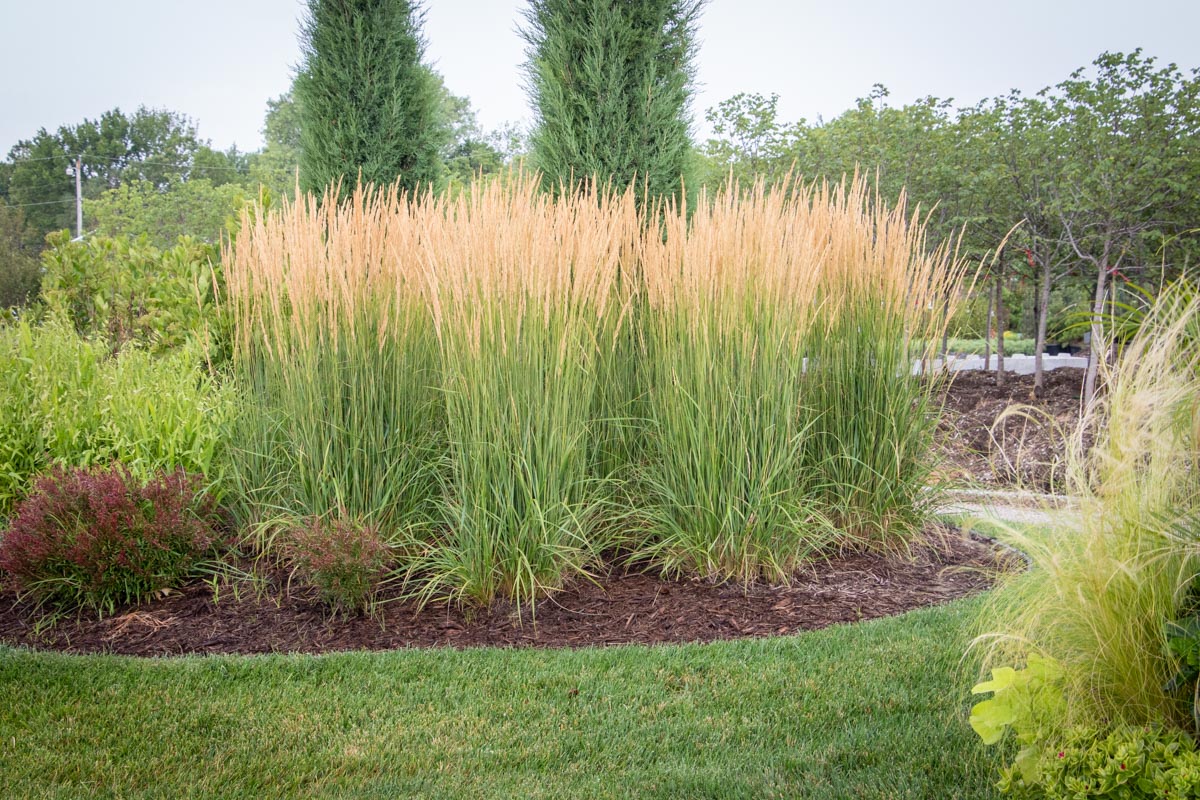 Karl Foerster Feather Reed Grass (Calamagrostis x acutiflora &
