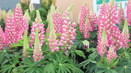 Staircase™ Lupine Rose White (LUPINUS STAIRCASE™ ROSE &amp; WHITE) - 1.5 gallon