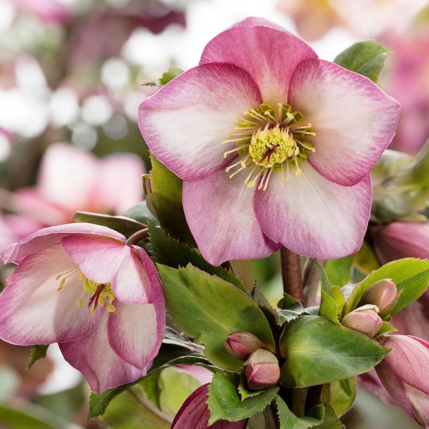 Ice N’ Roses® Rose Lenten Rose (Helleborus &
